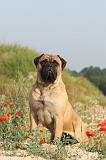 BULLMASTIFF 194